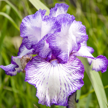 Iris germanica