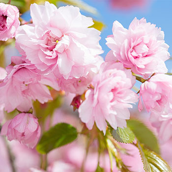 Japanische Säulenkirsche