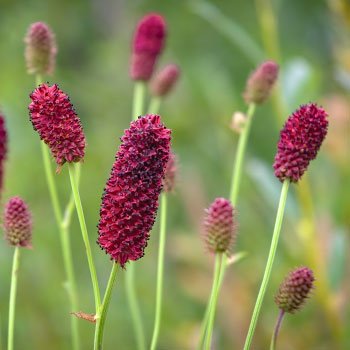 Wiesenknopf