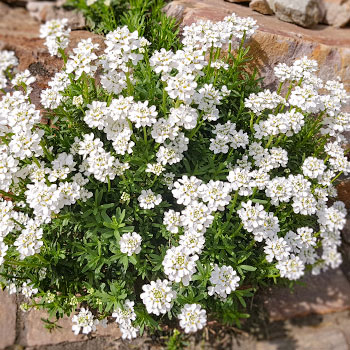 Schleifenblume