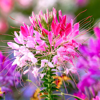 SPINNENBLUME