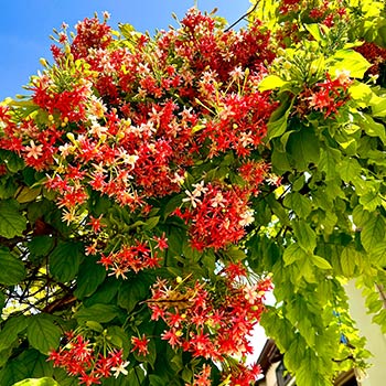 Schlingpflanzen, mix