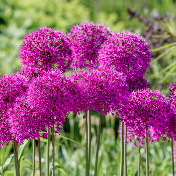 Allium