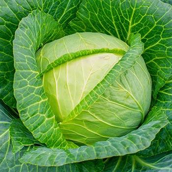 Kohl