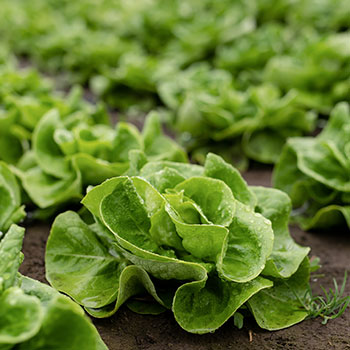 Kopfsalat