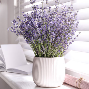 Lavendel