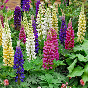 Lupine