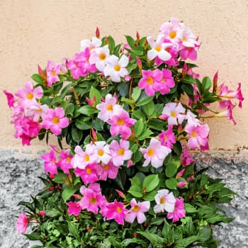 Mandevilla