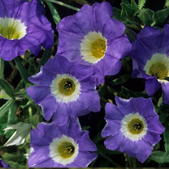 Glockenwinde
