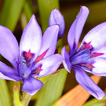Pavianblume