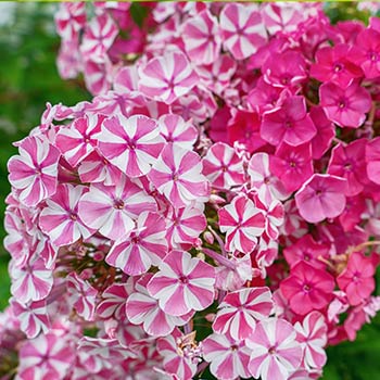 Flammenblumen