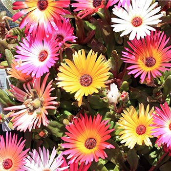 Mittagsblume