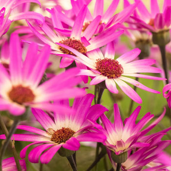 Wucherblume