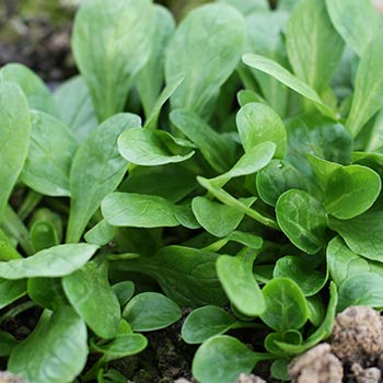 Feldsalat
