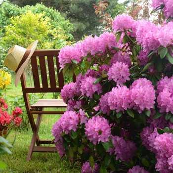 Rhododendron