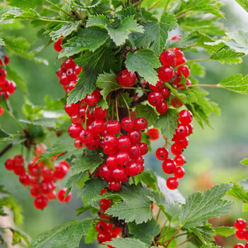 Rote Johannisbeeren