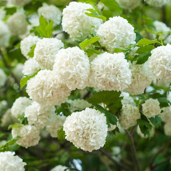 Schneeball (Viburnum)