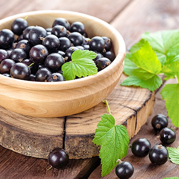 Schwarze Johannisbeeren