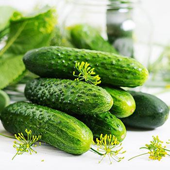 Selbstfruchtbare Gurken