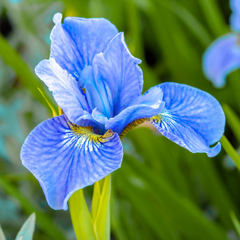 Sibirische Iris