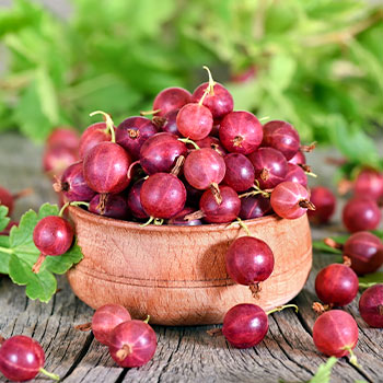 Stachelbeeren ohne Dornen