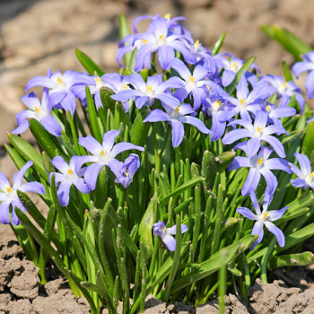 Sternhyazinthe