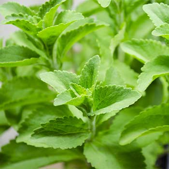 Stevia