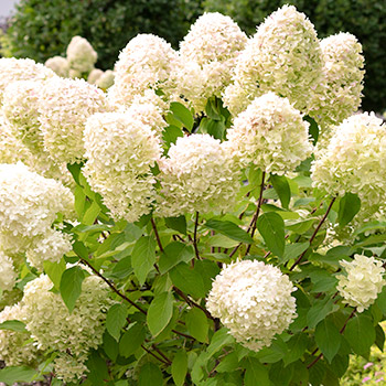 Strauchhortensie