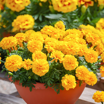 Tagetes