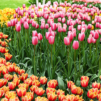 Tulpen
