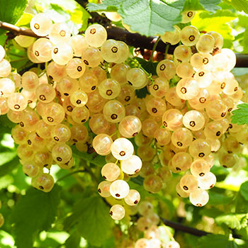 Weiße Johannisbeeren