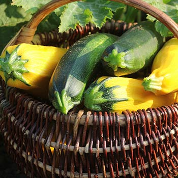 Zucchini