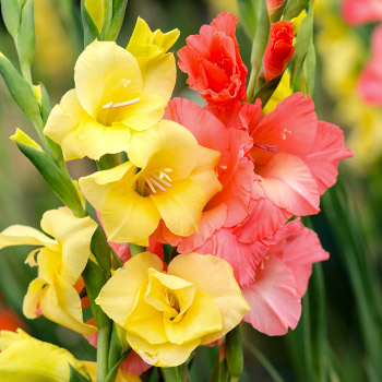 Zwerg - Gladiole