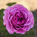 Beetrose Adore Aroma®, С3 interface.art Bild 1 Beetrose Adore Aroma®, С3 interface.image 1 interface.art 2065