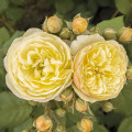 Beetrose Citronchello™, С3 interface.art Bild 1 Beetrose Citronchello™, С3 interface.image 1 interface.art 5821