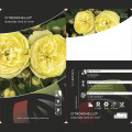 Beetrose Citronchello™, С3 interface.art Bild 2 Beetrose Citronchello™, С3 interface.image 2 interface.art 5821