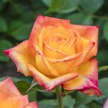 Edelrose Rosa Girandola®, C5 interface.art Bild 1 Edelrose Rosa Girandola®, C5 interface.image 1 interface.art 6152