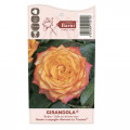 Edelrose Rosa Girandola®, C5 interface.art Bild 4 Edelrose Rosa Girandola®, C5 interface.image 4 interface.art 6152