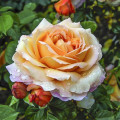 Edelrose Rosa Capri®, C5 interface.art Bild 1 Edelrose Rosa Capri®, C5 interface.image 1 interface.art 5556