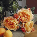 Edelrose Rosa Capri®, C5 interface.art Bild 2 Edelrose Rosa Capri®, C5 interface.image 2 interface.art 5556