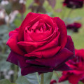 Edelrose Rosa Magia Nera®, C5 interface.art Bild 1 Edelrose Rosa Magia Nera®, C5 interface.image 1 interface.art 5533