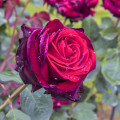 Edelrose Rosa Magia Nera®, C5 interface.art Bild 2 Edelrose Rosa Magia Nera®, C5 interface.image 2 interface.art 5533