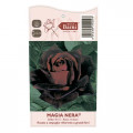 Edelrose Rosa Magia Nera®, C5 interface.art Bild 4 Edelrose Rosa Magia Nera®, C5 interface.image 4 interface.art 5533