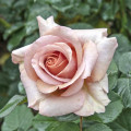 Edelrose Rosa Mokarosa®, C5 interface.art Bild 1 Edelrose Rosa Mokarosa®, C5 interface.image 1 interface.art 5535