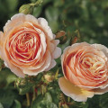 Edelrose Rosa Tropicana®, C5 interface.art Bild 1 Edelrose Rosa Tropicana®, C5 interface.image 1 interface.art 5558