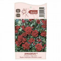 Kletterrose Amadeus®, C5 interface.image 3 interface.art 5490