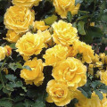 Kletterrose Golden Climber®, C3 interface.art Bild 1 Kletterrose Golden Climber®, C3 interface.image 1 interface.art 5826