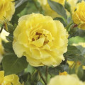 Kletterrose Golden Climber®, C3 interface.art Bild 2 Kletterrose Golden Climber®, C3 interface.image 2 interface.art 5826