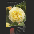 Kletterrose Golden Climber®, C3 interface.art Bild 3 Kletterrose Golden Climber®, C3 interface.image 3 interface.art 5826