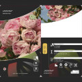 Kletterrose Jasmina ®, С5 interface.image 3 interface.art 6180